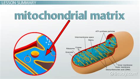 Mitochondrial Matrix: Definition & Function - Video & Lesson Transcript ...