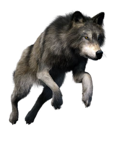 Wolf PNG Images - Free Png Library png for Free Download | DLPNG ...