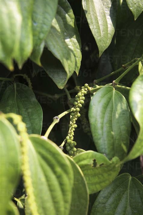 Cambodia, Kampot, pepper farm, famous Kampot pepper stock photo