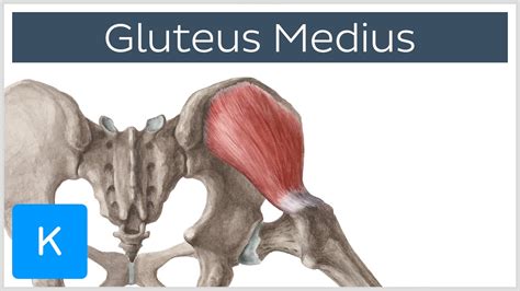 Tight Gluteus Medius