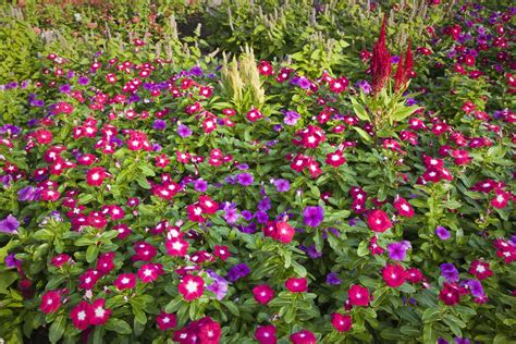 Annual Vinca Flowers - The Madagascar Periwinkle