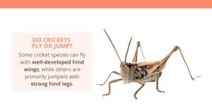 Cricket Legs Anatomy- How Many and What Do They Do?