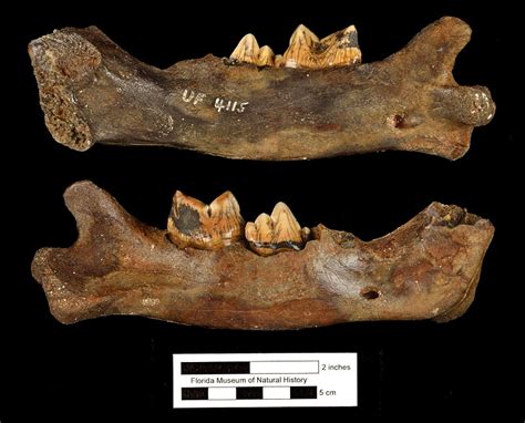 Smilodon fatalis – Florida Vertebrate Fossils