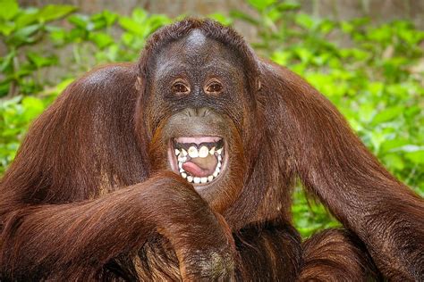 10 Interesting Facts About Orangutans - WorldAtlas