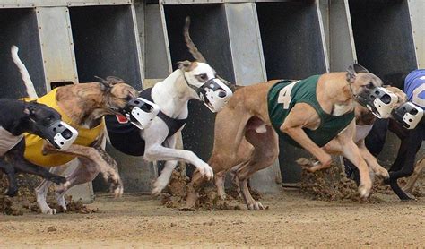 West Virginia Greyhound Racing | Wheeling Island Racetrack | Near ...