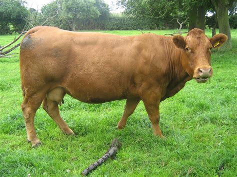 Cow Pictures: Cow Pictures - Limousin Cow