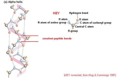 Alpha Helix Secondary Structure