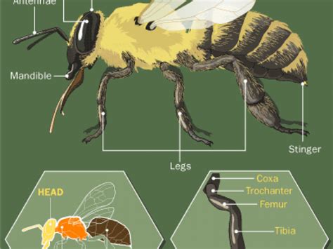 Bee anatomy: The body of the bee - MyBeeLine