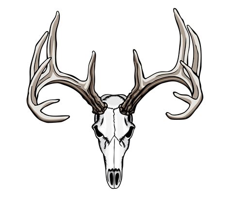 Deer Skull Sketch at PaintingValley.com | Explore collection of Deer ...