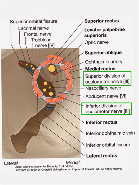 A Tale of Med Students: Oculomotor Nerve – Cranial Nerve III/3