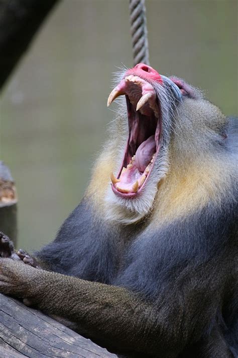 Mandrill Zoo Animal - Free photo on Pixabay - Pixabay