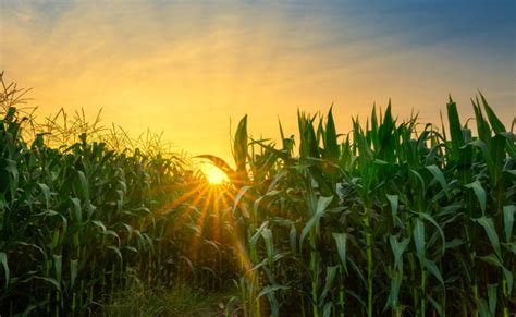 Sunset Corn Field Images – Browse 123,754 Stock Photos, Vectors, and ...