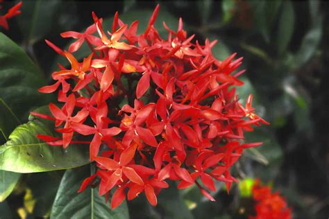 Ixora Plant Care | Plantly