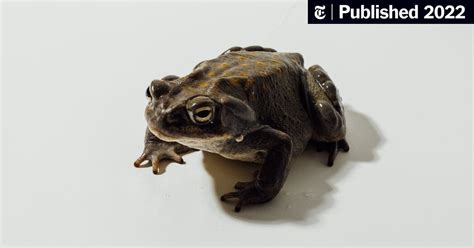 Demand for This Toad’s Psychedelic Toxin Is Booming. Some Warn That’s ...