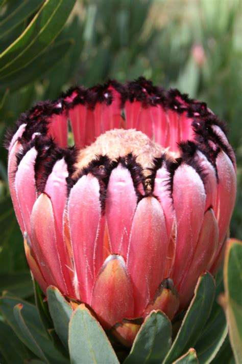 Protea Varieties