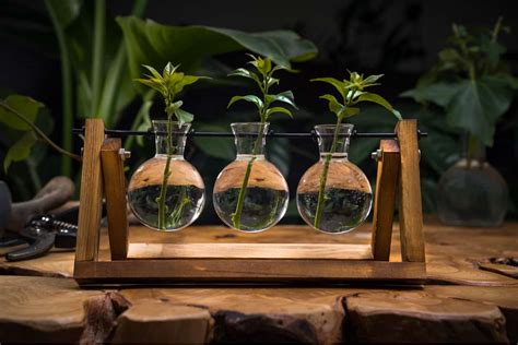 13 Plant Propagation Stations To Grow New Plants In Style