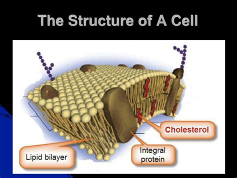 lipid bilayer - Functional Wellness Medicine | Dr Jacqui | 970-376-7779