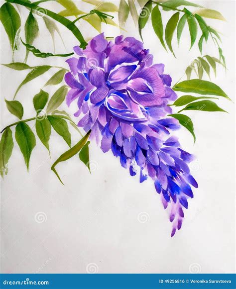 Wisteria Blossom Stock Illustration - Image: 49256816