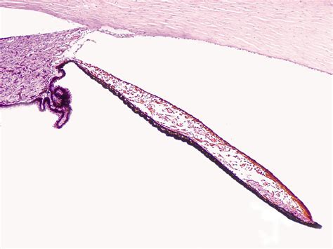 Canal Of Schlemm Histology