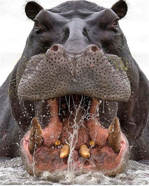 hippo! | Dieren, Vreemde dieren, Schattigste dieren