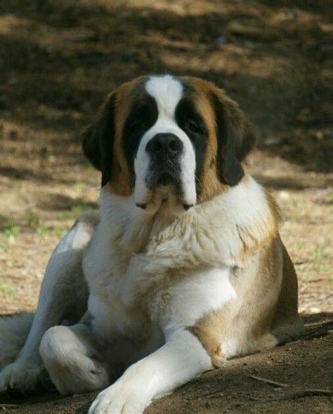 San Bernardo mi raza de perritos favorita | Dogs, St bernard dogs, Puppies