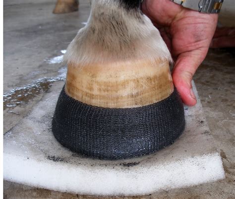 The Perfect Hoof: Cracking the Code to Hoof Cracks