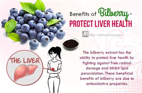 36 Benefits Of Bilberry For Health And Beauty