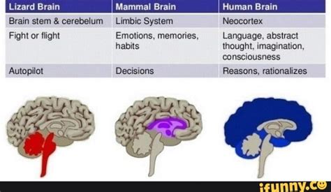 Lizard Brain Mammal Brain Human Brain Brain stem & cerebelum Limbic ...