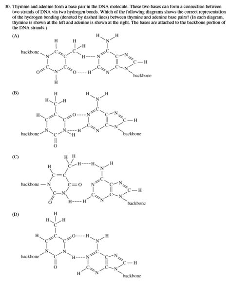 Which Pair Of Nitrogenous Bases Will Form A Bond In A Dna Molecule ...