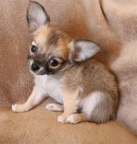 Chihuahua Puppies For Sale | Muskogee, OK #316809