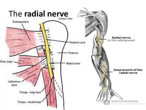 Radial nerve