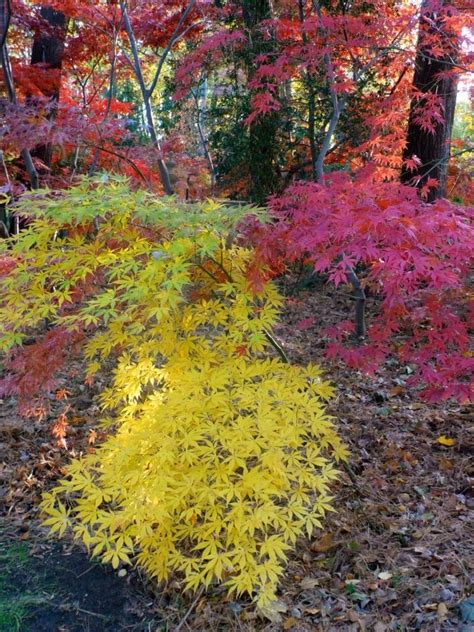 The Gardener’s Delight: Japanese maples – great fall colors for shady ...