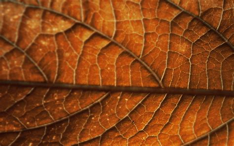 Wallpaper : leaf, veins, surface 2560x1600 - goodfon - 1021070 - HD ...