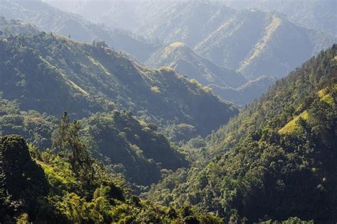 Jamaica Blue Mountain Guided Nature Tour 2024 - Kingston