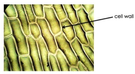 Plant Cell Wall