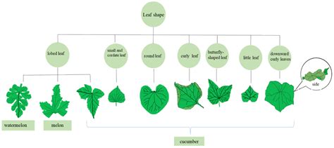 Agronomy | Free Full-Text | Research Progress in Leaf Related Molecular ...