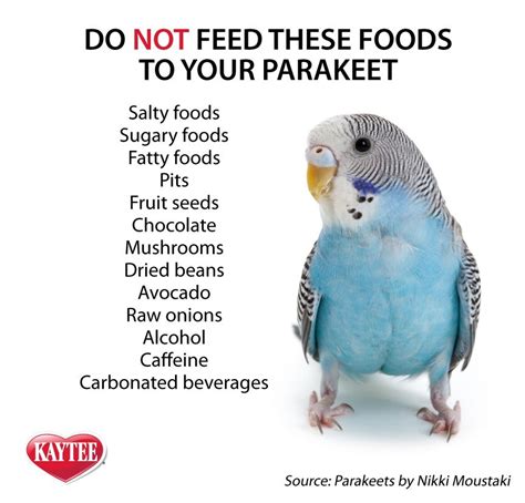 Do you NOT feed these foods to your parakeets. Show them LOVE with ...