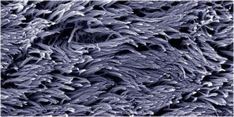 Cilia - Structure, Functions, Types of Cilia and Ciliopathies