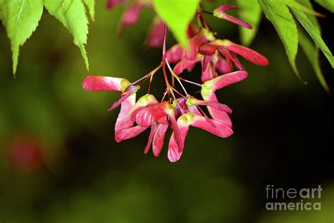 Japanese Maple Seeds Photograph by Dr Keith Wheeler/science Photo ...