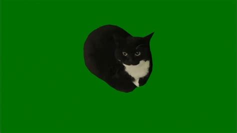 Cat Greens, Maxwell, Greenscreen, Quick, Gatos, Art, Display