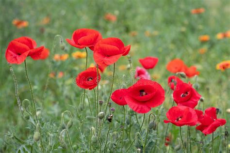 Anzac Day. Colorful Nature Background, Poppy Fields with Many Red ...