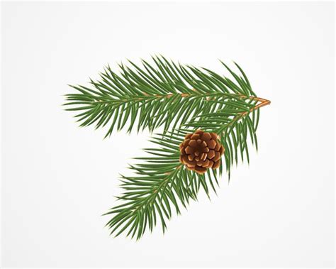 pine tree branch clipart - Clip Art Library