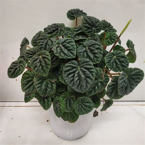 How To Take Care Of Peperomia Plant - NurseryBuy