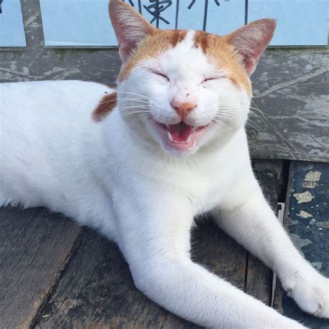 Let's start the weekend right with a photo of this cute smiley cat we ...