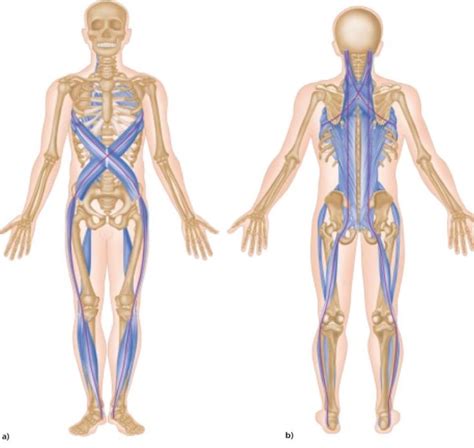 Our fascia is an interconnected layer of connective tissue that weaves ...