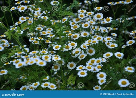 On the Flower Grows Pyrethrum Cinerariifolium Stock Image - Image of ...