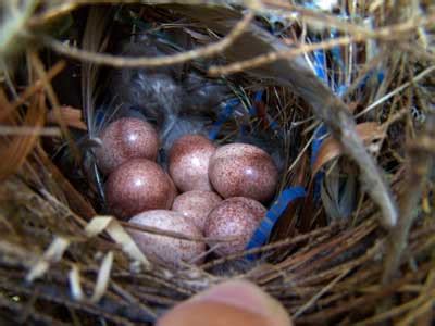 House Wren nest, eggs and young identification with photos