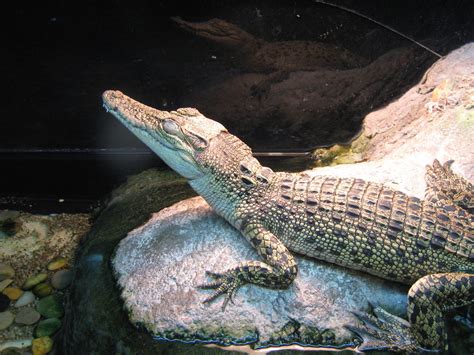 Crocodile Fish Scientific Name - Crocodile