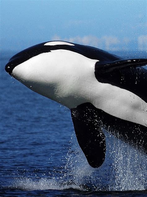 Orca Killer Whale