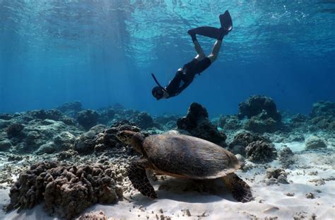 New Training Manual for Marine Turtle Conservation – OCEAN GOVERNANCE ...